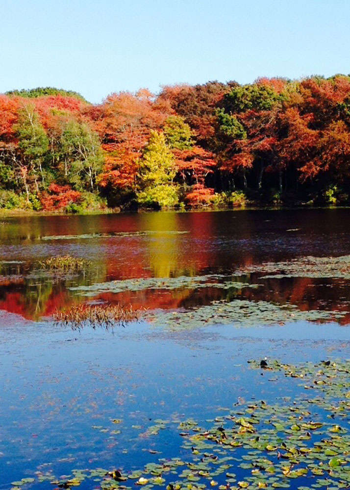 Pond in Autumn Postcard 1000