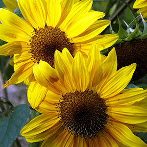 sunflowers 300